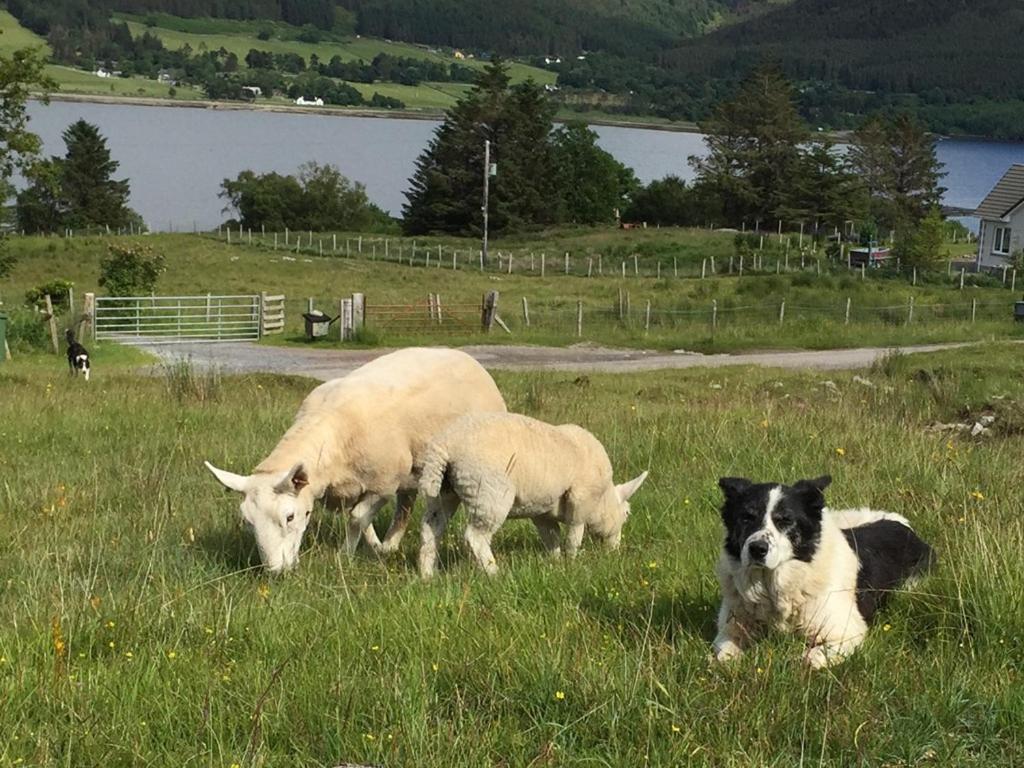 Torran B & B Ullapool Exteriér fotografie